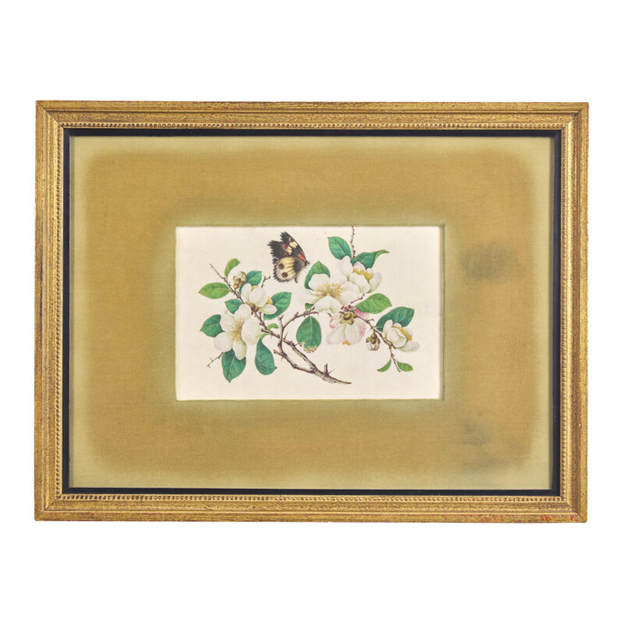 Four Chinese Pith Paintings, Late 19th-Early 20th Century 清晚期 通草畫四幅