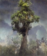 Kim Keever (American, b. 1955) — Forest 80d , 2007
