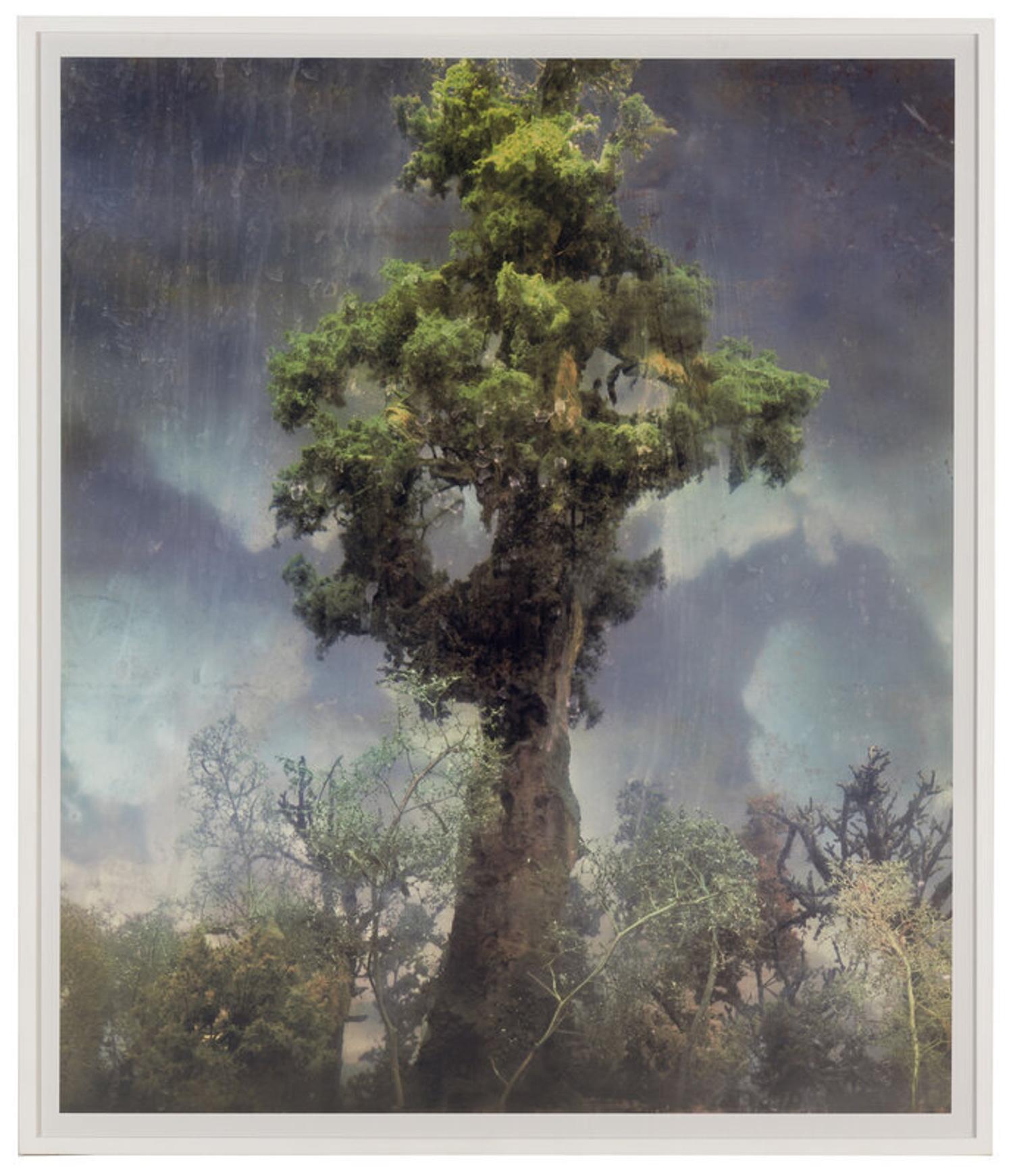 Kim Keever (American, b. 1955) — Forest 80d , 2007