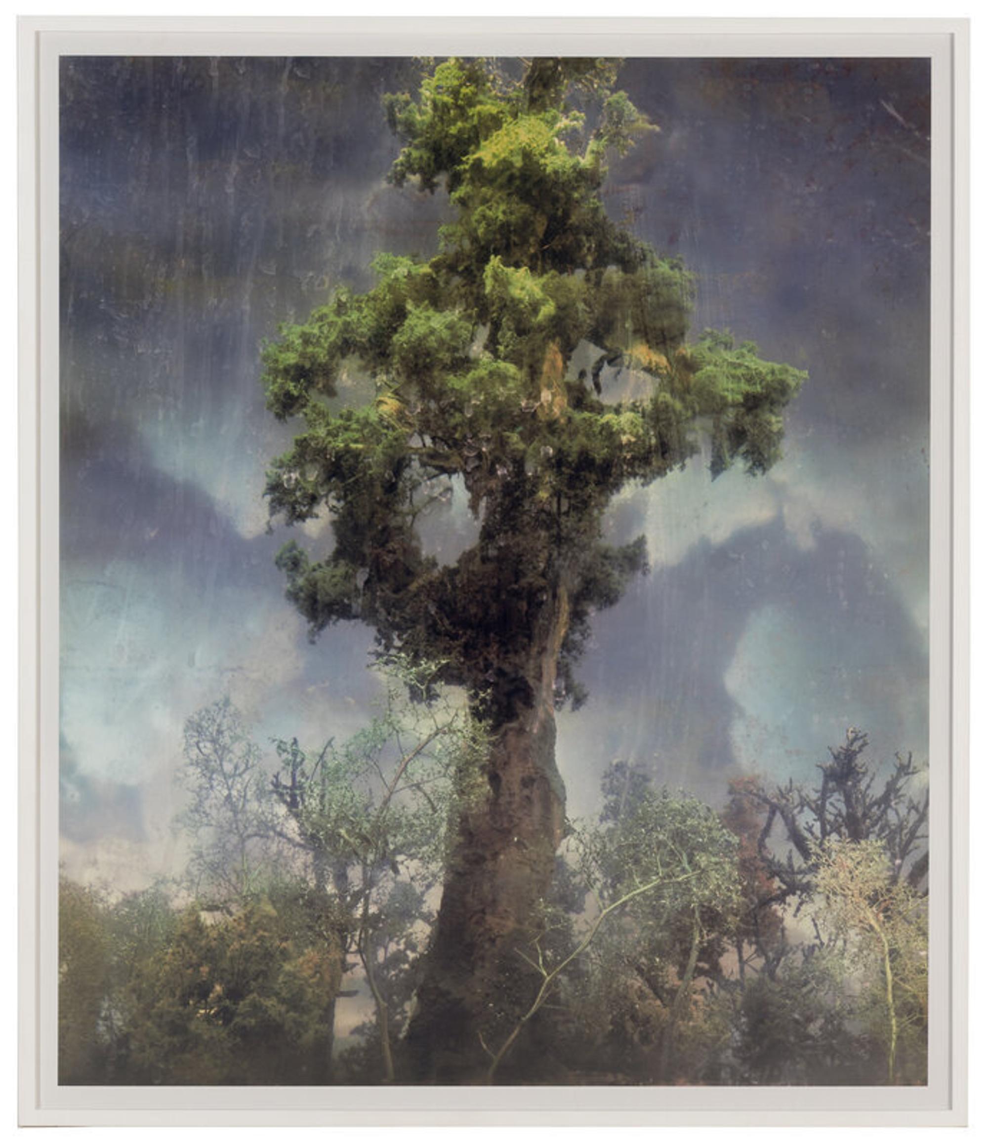 Kim Keever (American, b. 1955) — Forest 80d , 2007