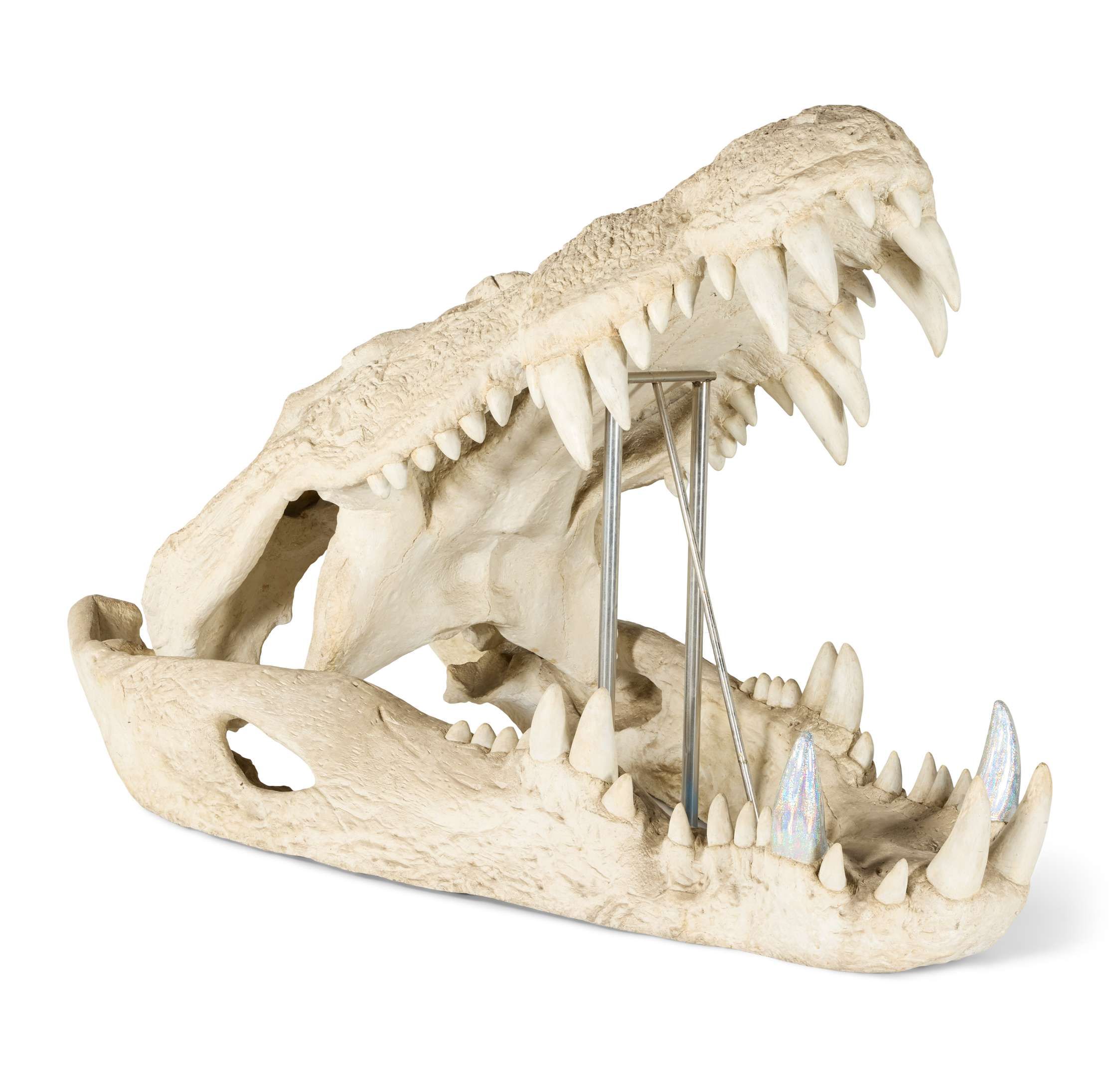 Crocodile Therakwad | Enormous Crocodile Skull Set Piece