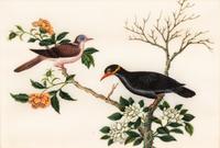 A Collection of Twelve Chinese Export Pith Paintings
