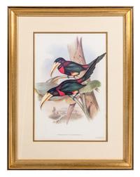 After J. E. Gould, , Selcnidera Landsdorffi, Pteroglossus Flavirostris, Pterglossus Aracari and Ramphastos Erythrirpynchos