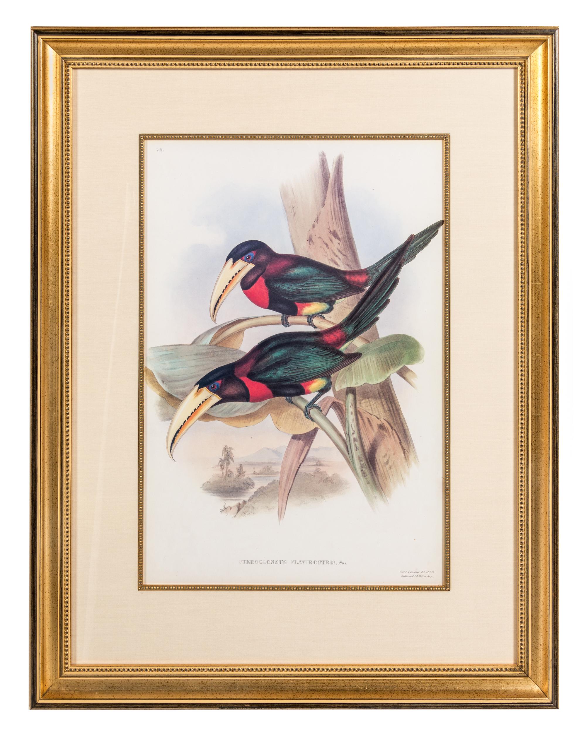 After J. E. Gould, , Selcnidera Landsdorffi, Pteroglossus Flavirostris, Pterglossus Aracari and Ramphastos Erythrirpynchos