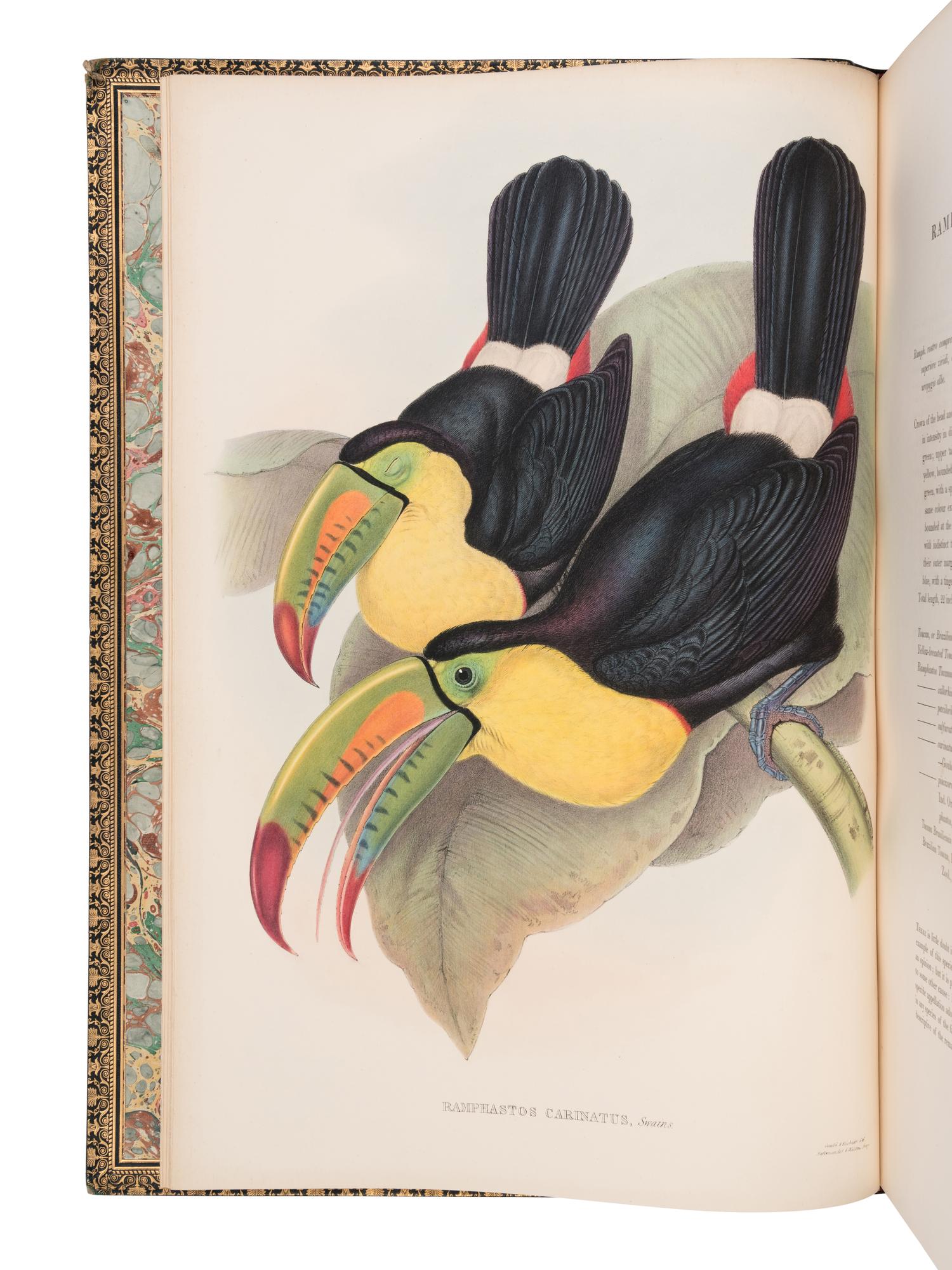 [NATURAL HISTORY]. GOULD, John (1804-1881). A Monograph of the Ramphastidae, or Family of Toucans . London: Taylor and Francis for the Author, [1852-] 1854.