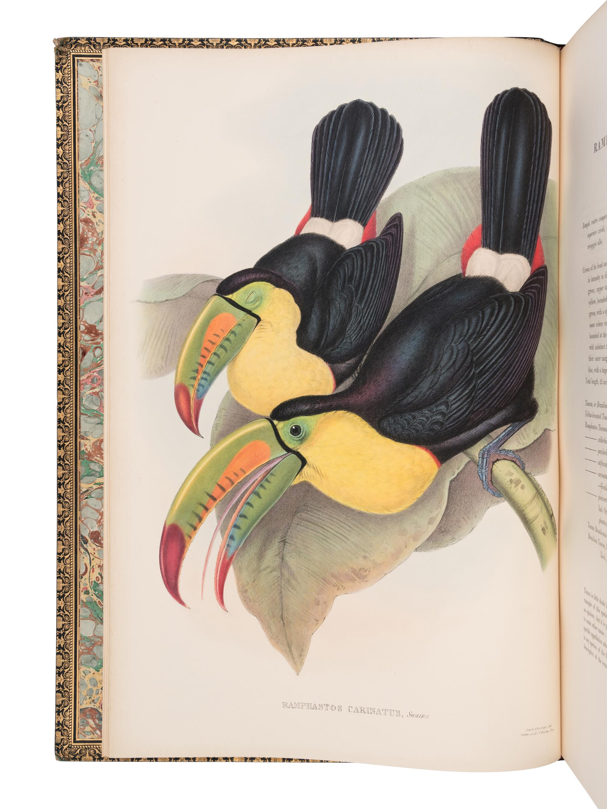 [NATURAL HISTORY]. GOULD, John (1804-1881). A Monograph of the Ramphastidae, or Family of Toucans . London: Taylor and Francis for the Author, [1852-] 1854.