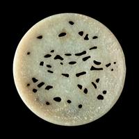 A Chinese Carved Greyish Celadon Jade 'Dragon' Roundel 青灰玉龍紋牌