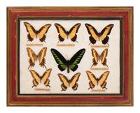 Three Framed Groups of Lepidopterological Specimens