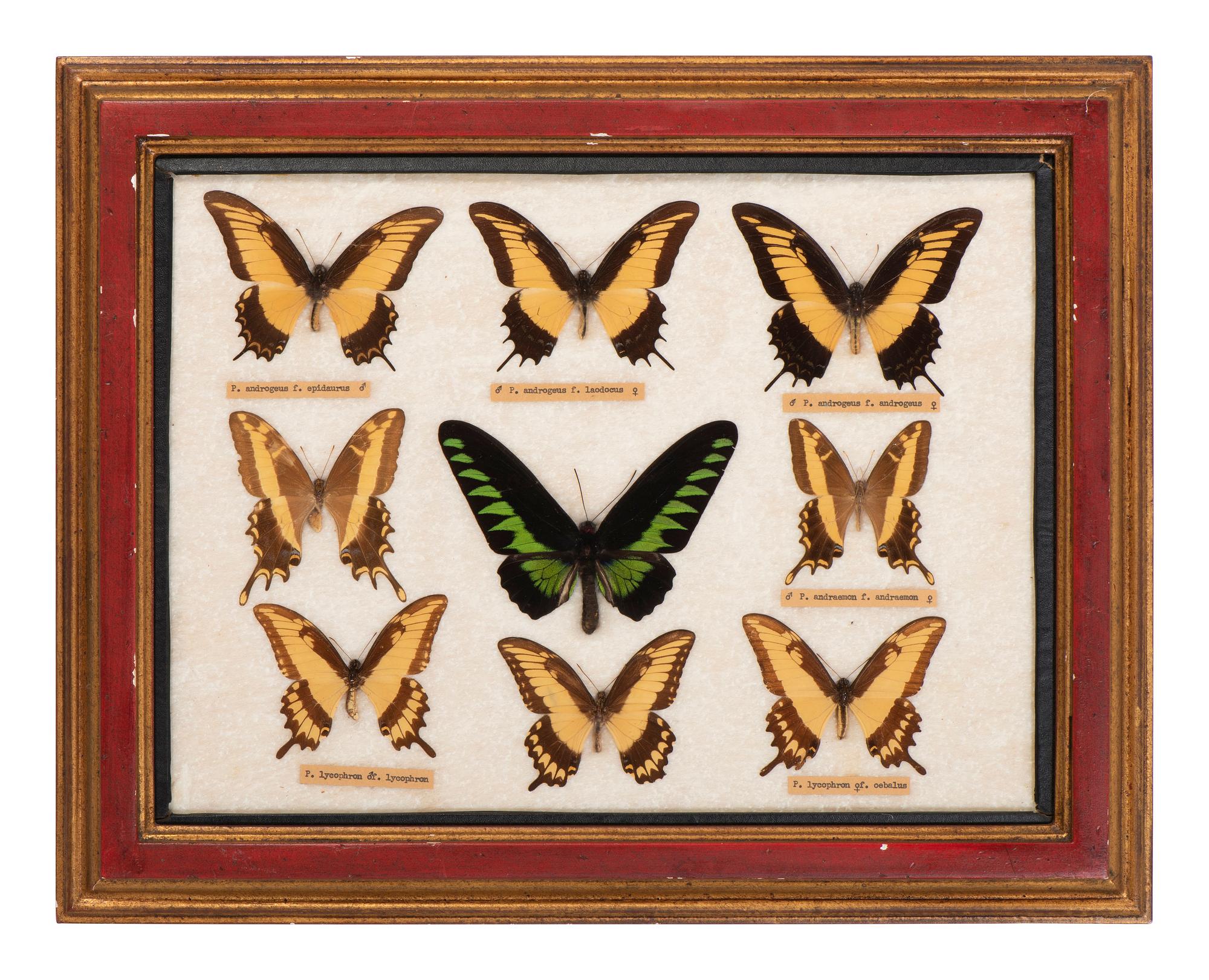 Three Framed Groups of Lepidopterological Specimens