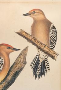 Three Ornithological Prints