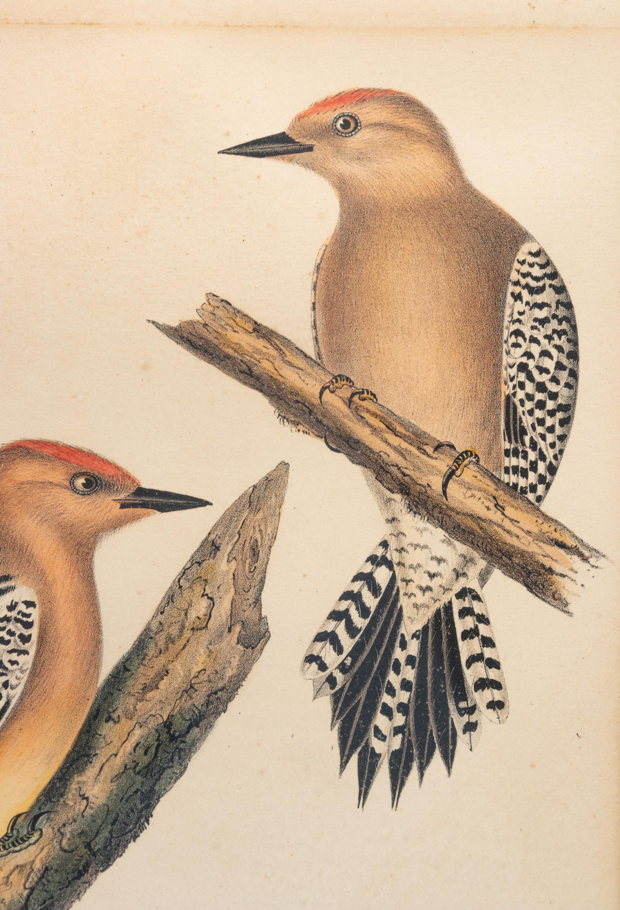 Three Ornithological Prints