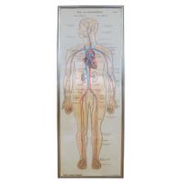 A Circulatory System Chart 22.5" W x .5" D x 63" H — Germany, 19th Century