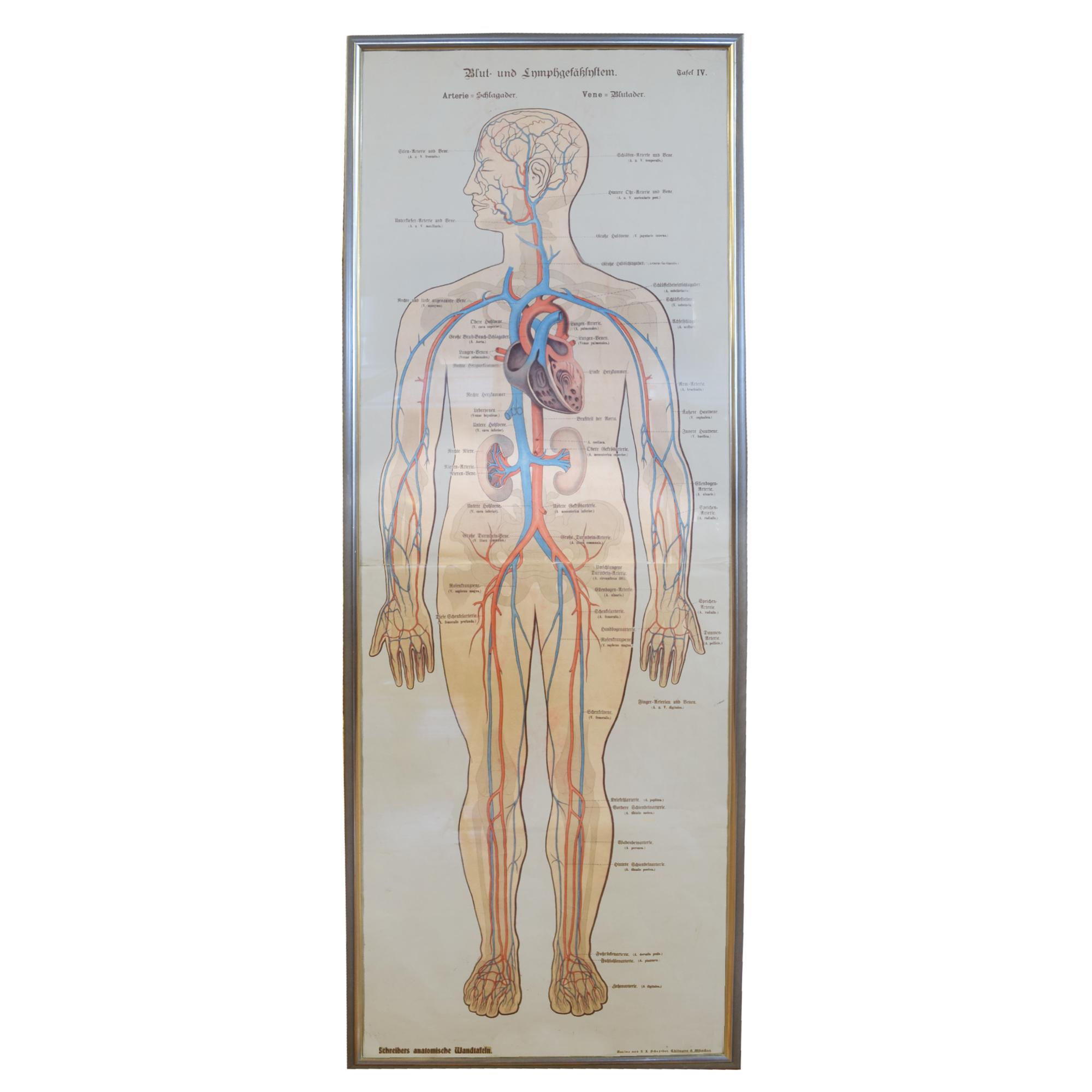 A Circulatory System Chart 22.5" W x .5" D x 63" H — Germany, 19th Century