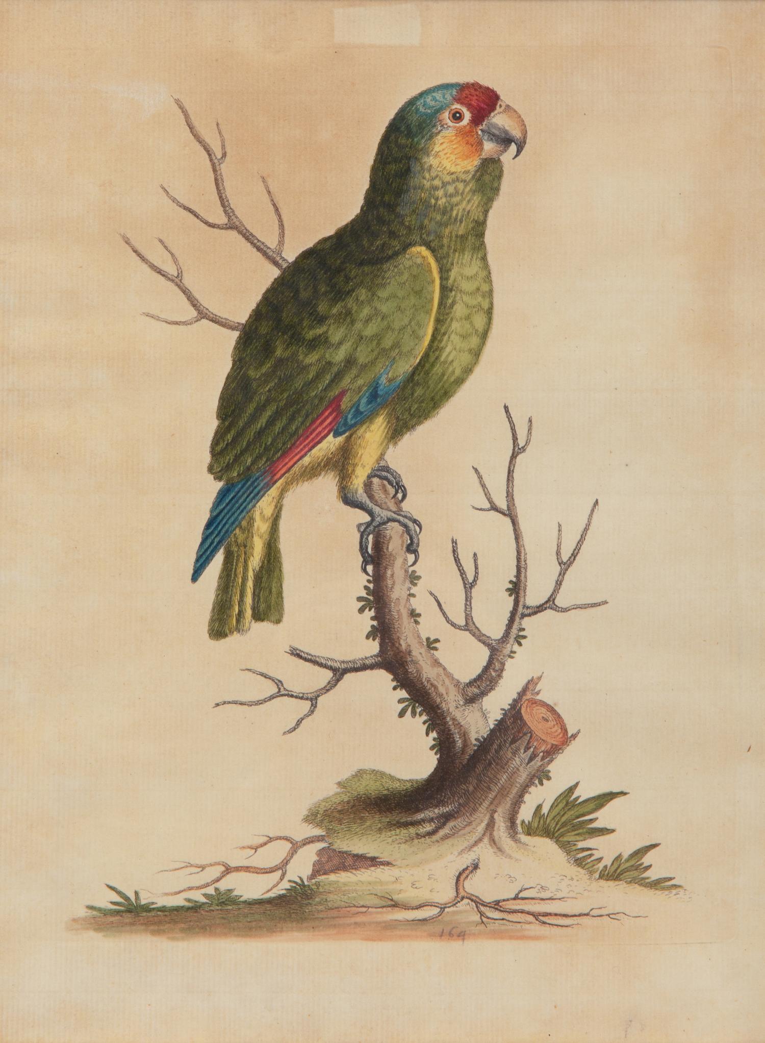 A Set of Twelve Hand-Colored Engravings of Parrots from A Natural History of Uncommon Birds by George Edwards (English, 1694-1773)