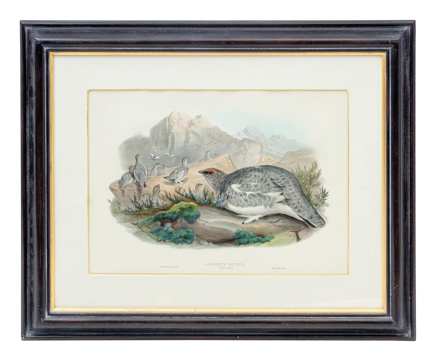 GOULD, John (1804-1881), after [Ptarmigan] Lagopus Mutus, Autumn Plumage