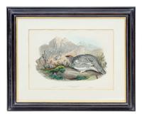 GOULD, John (1804-1881), after [Ptarmigan] Lagopus Mutus, Autumn Plumage