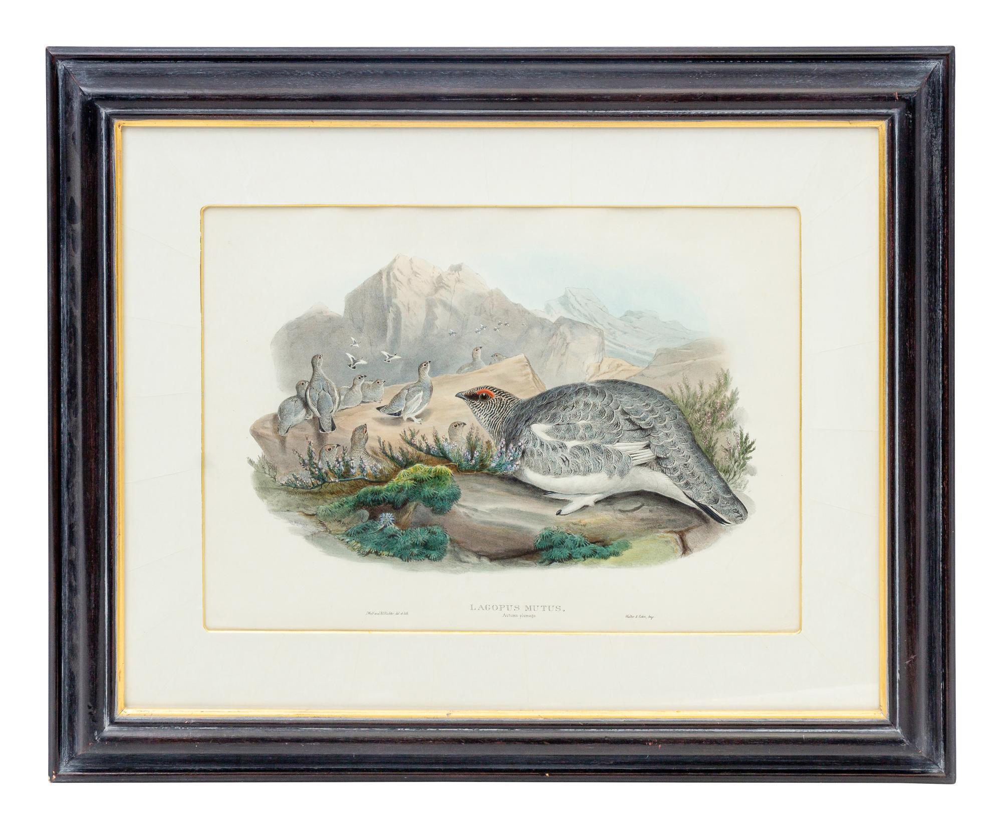 GOULD, John (1804-1881), after [Ptarmigan] Lagopus Mutus, Autumn Plumage