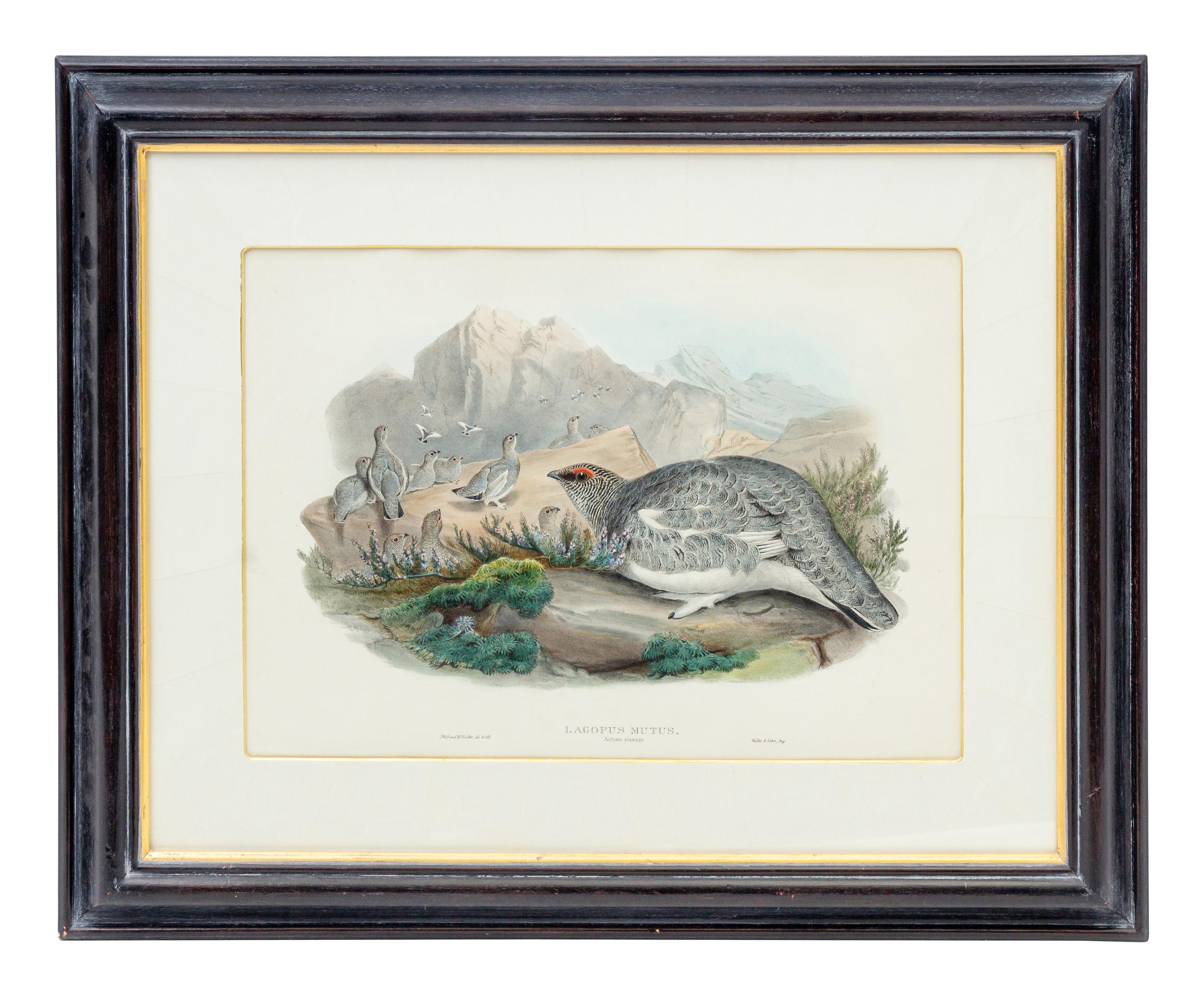 GOULD, John (1804-1881), after [Ptarmigan] Lagopus Mutus, Autumn Plumage