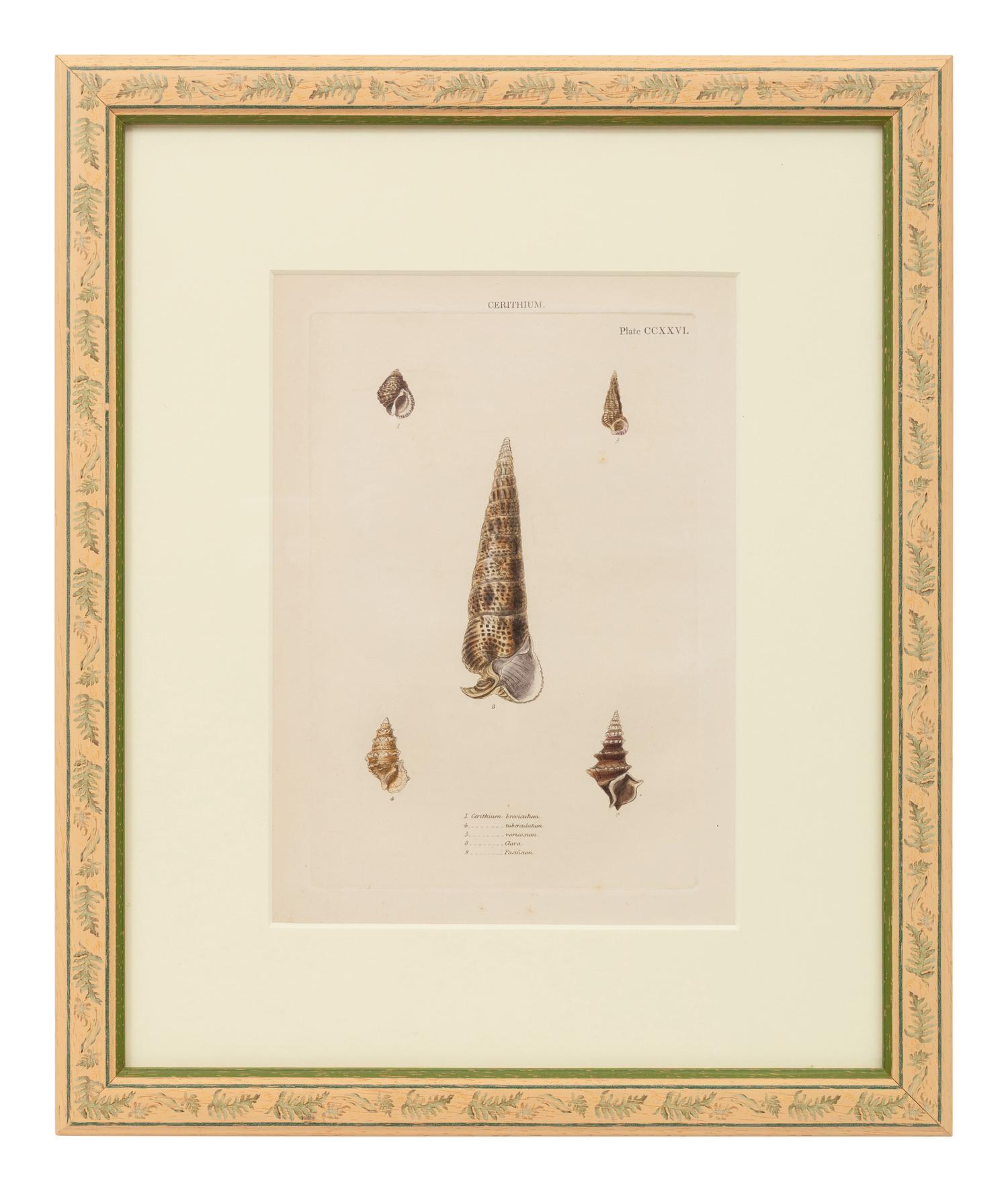 Conchologica Systematica: Eight Plates , 1841
