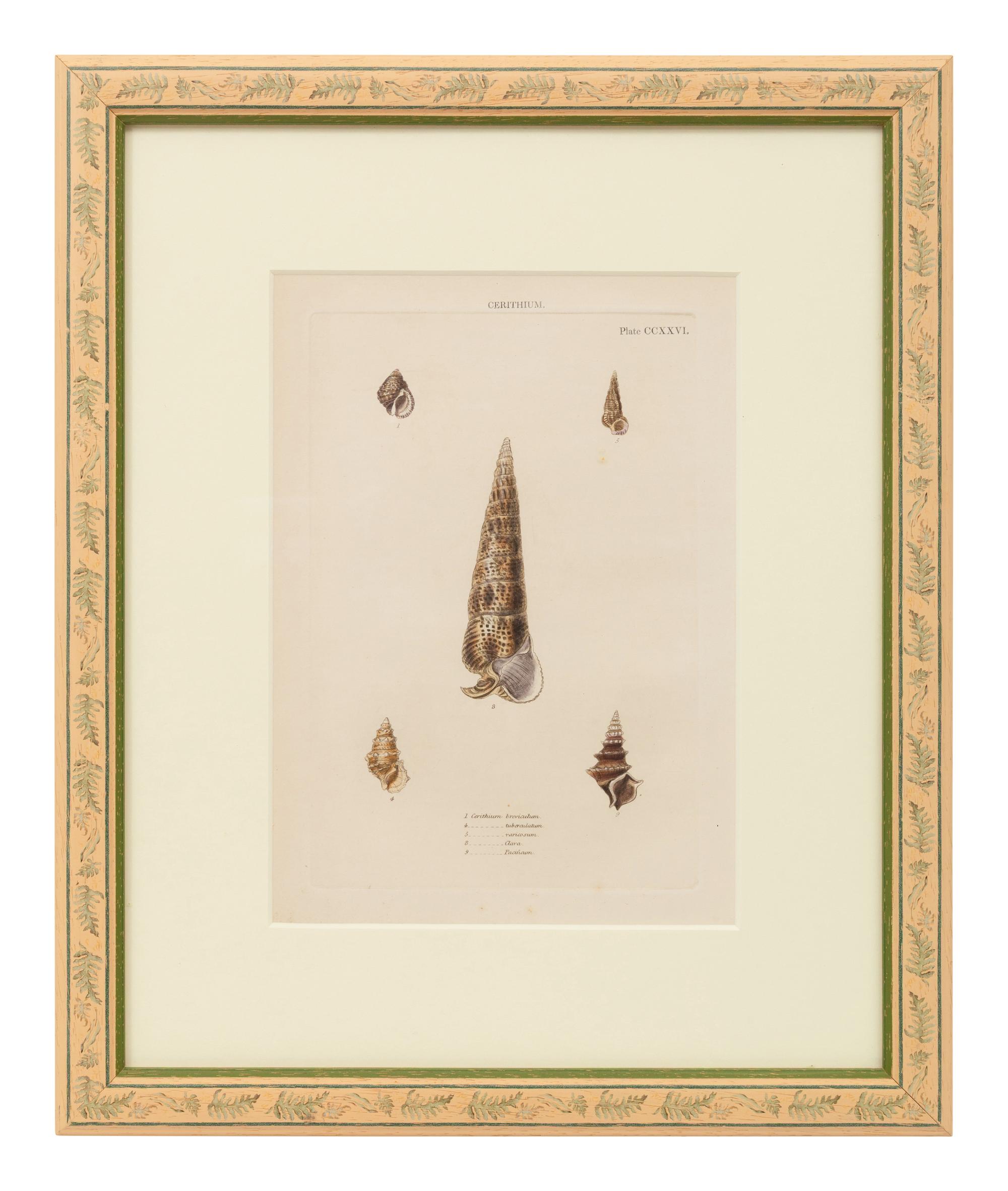 Conchologica Systematica: Eight Plates , 1841