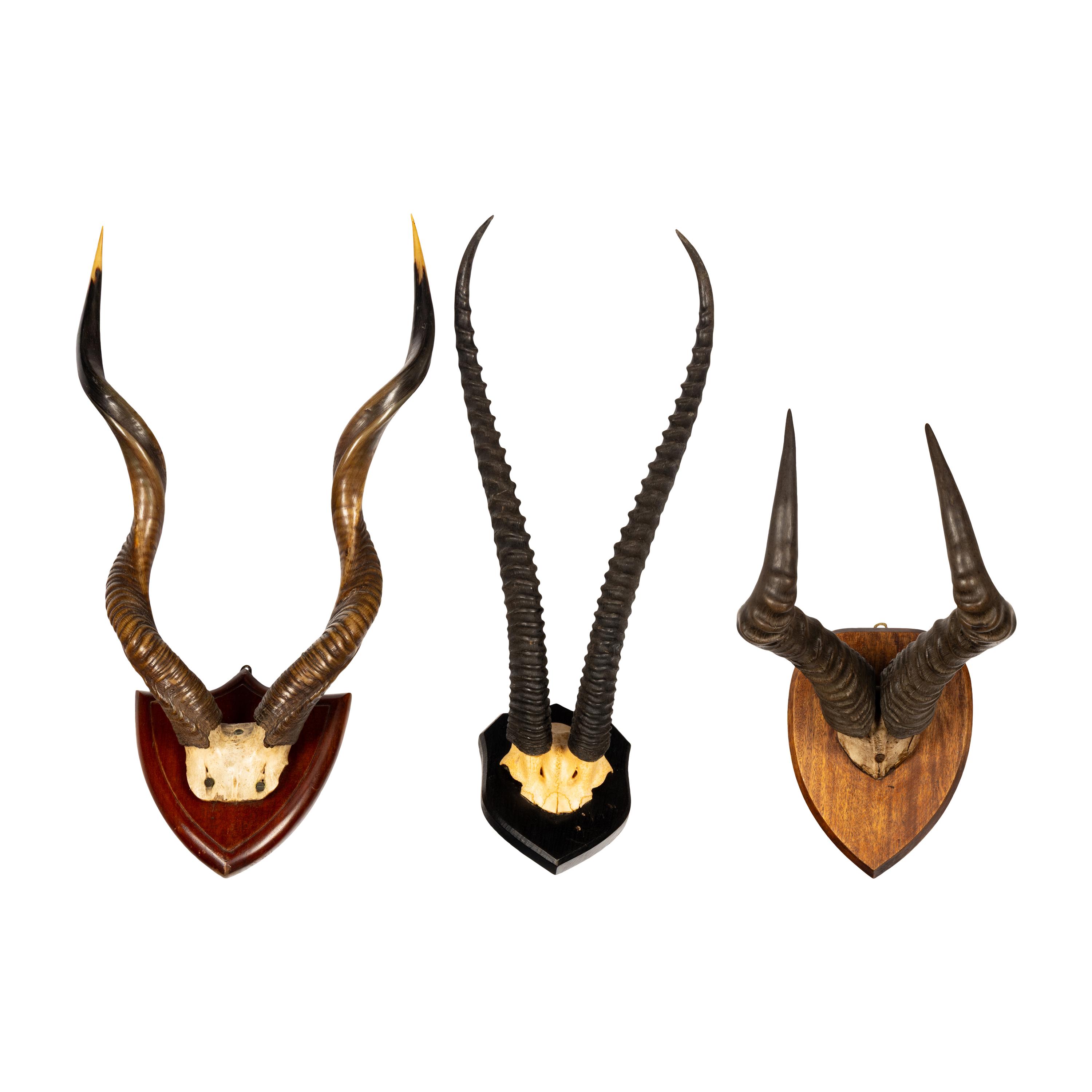 A Group of Three Taxidermy Antler Mounts