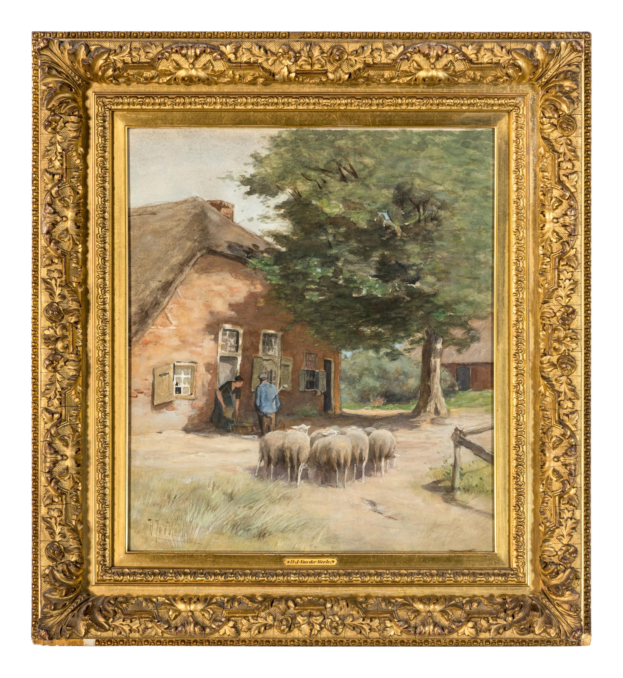 Sheep