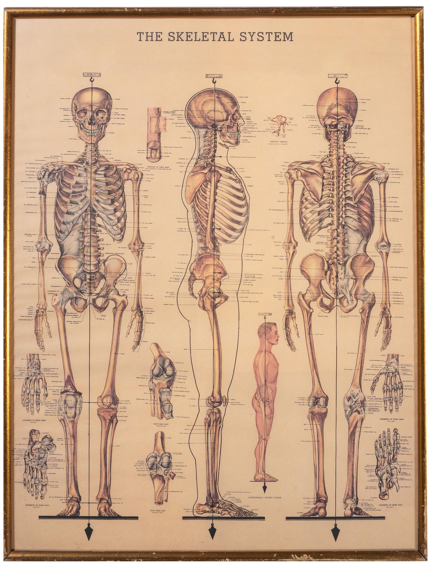 Three Framed Medical Prints