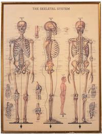 Three Framed Medical Prints