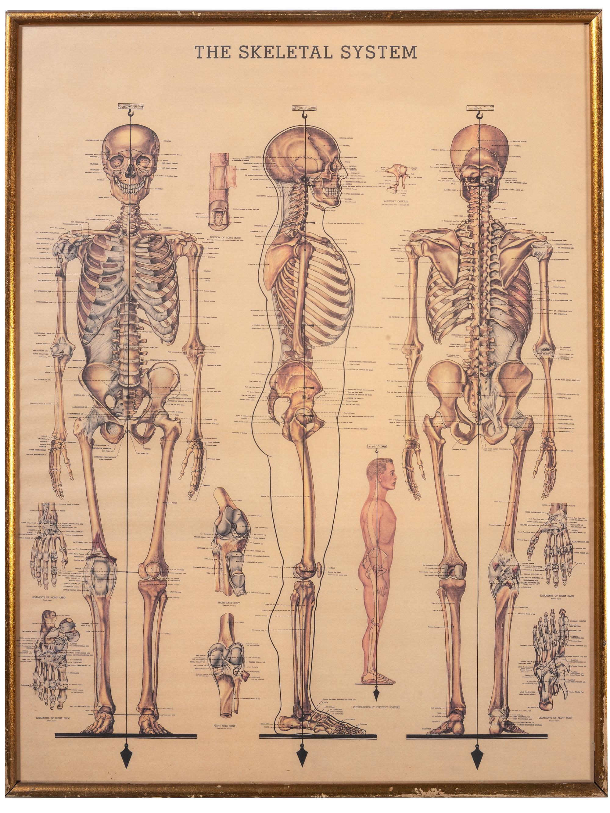 Three Framed Medical Prints
