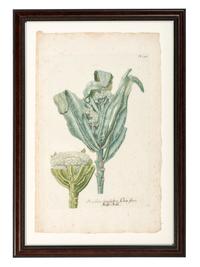 Nine Vegetable Aquatints