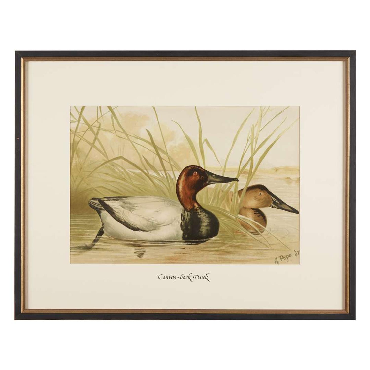 ALEXANDER POPE JUNIOR (AMERICAN 1849-1924) "BLACK DUCK" FROM UPLAND GAME BIRDS AND WATERFOWL OF THE UNITED STATES