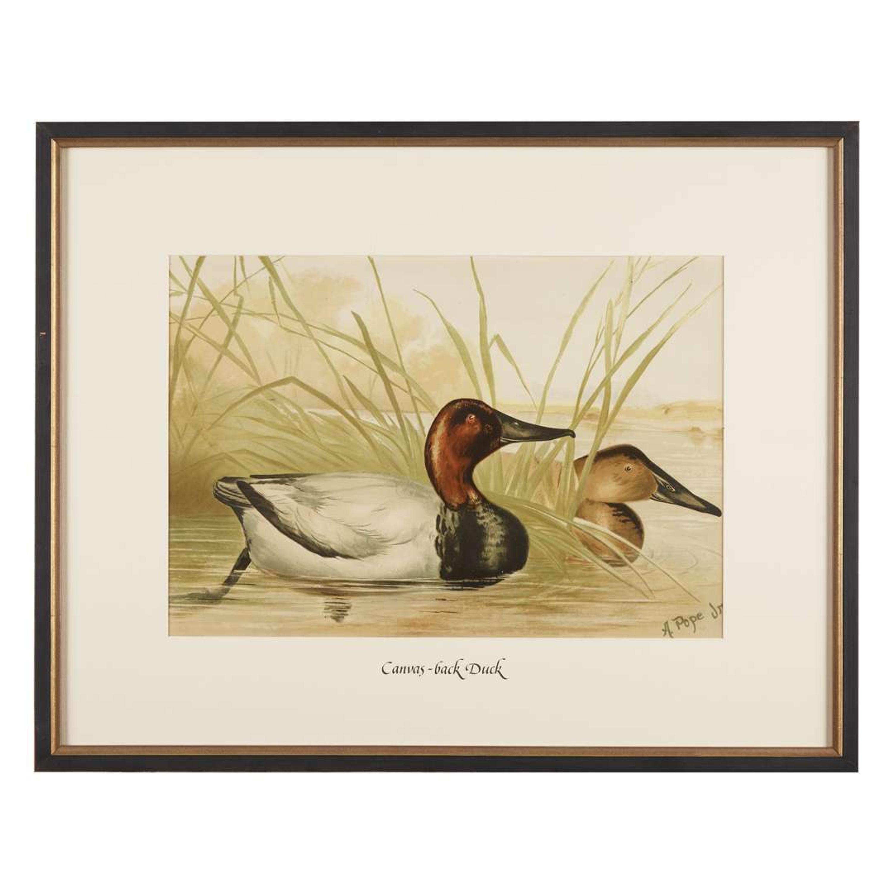 ALEXANDER POPE JUNIOR (AMERICAN 1849-1924) "BLACK DUCK" FROM UPLAND GAME BIRDS AND WATERFOWL OF THE UNITED STATES