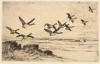 Wild Geese