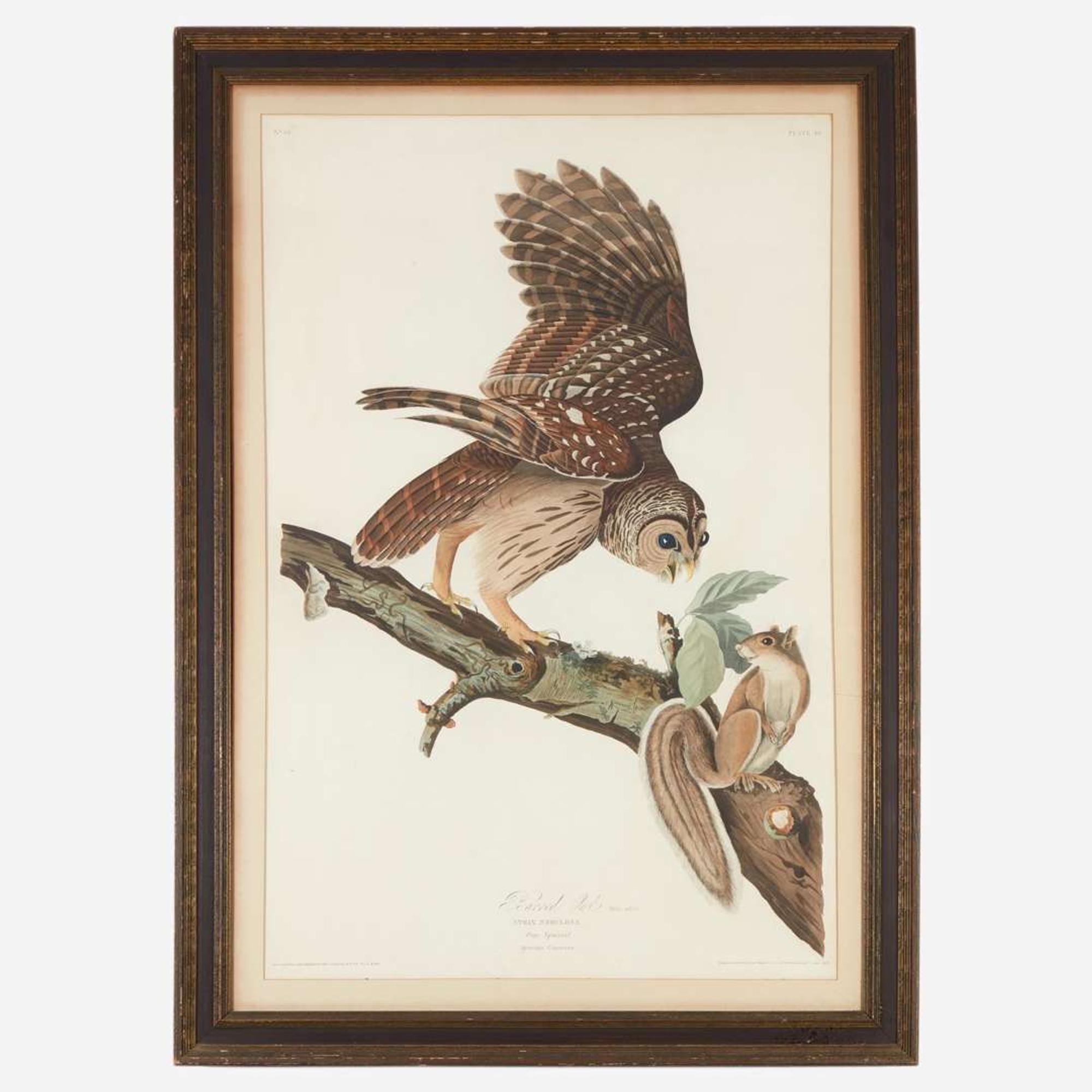 [Prints] Audubon, John James Barred Owl