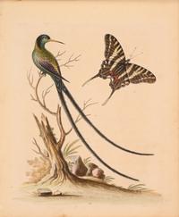 Seven English Hand-Colored Engravings After George Edwards (English, 1694-1773)