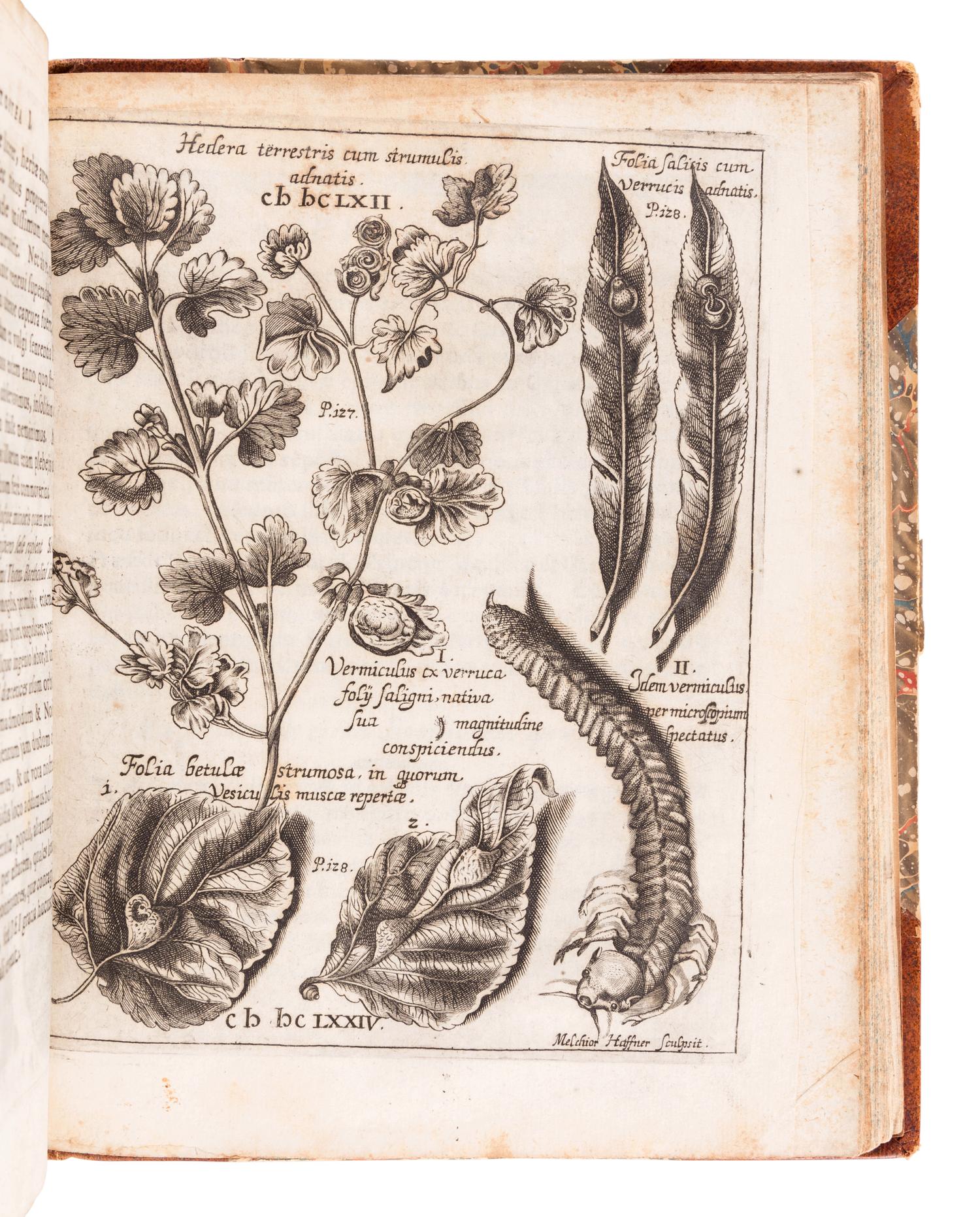 WELSCH, Georg Hieronymus (1624-1677). Hecatosteae I [ -II ]. Observationum Physico-Medicarum ad Societatem Naturae Curiosorum in Germania . Augsburg: Theophil Goebel and Joannis Schönig, 1675.
