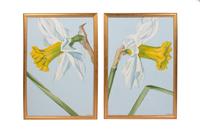 Two Daffodil Paintings