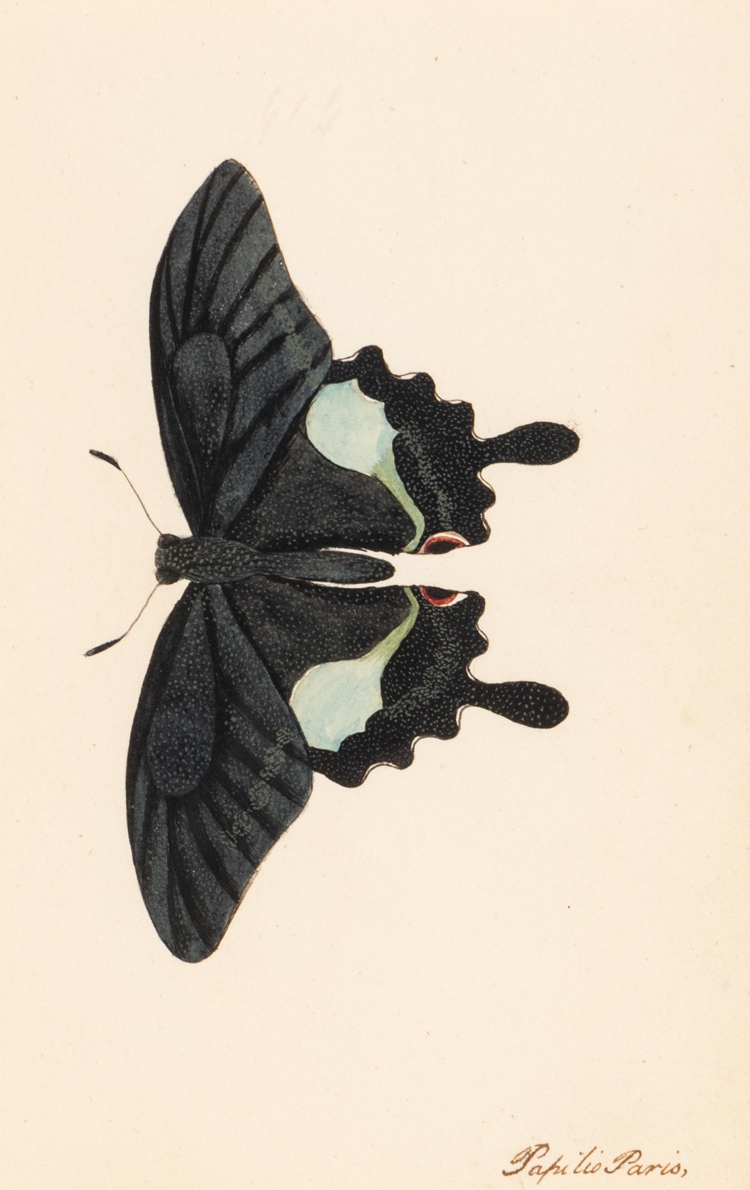 A Collection of Nine Framed Watercolors of Butterflies