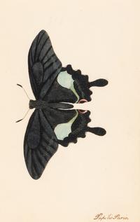 A Collection of Nine Framed Watercolors of Butterflies
