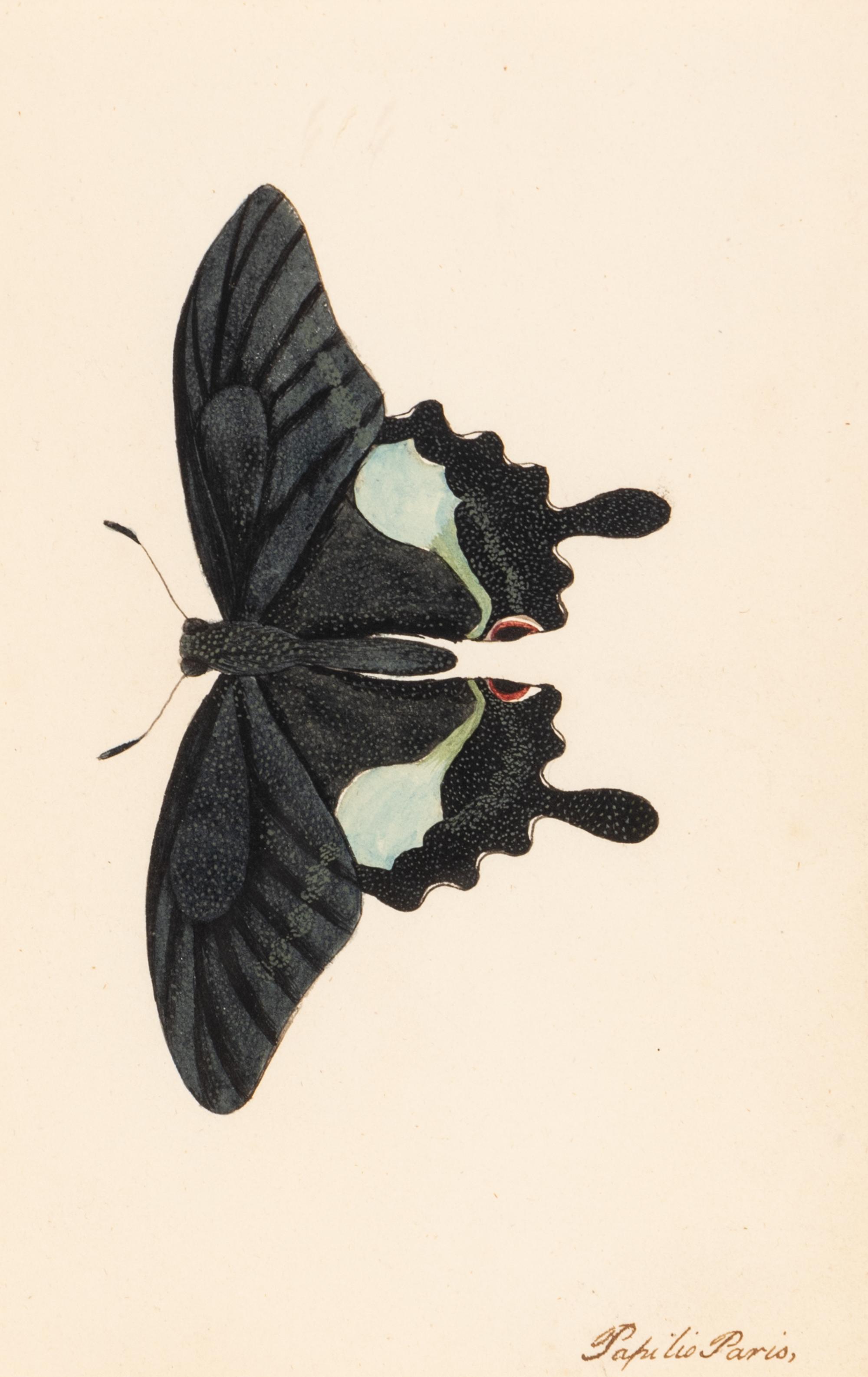 A Collection of Nine Framed Watercolors of Butterflies