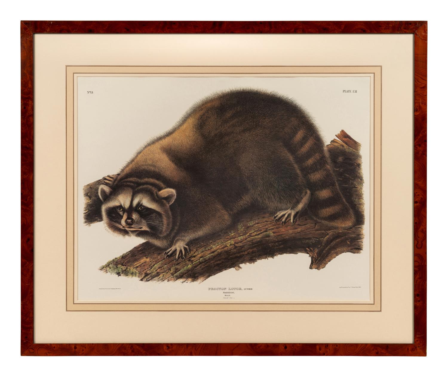 AUDUBON, John James (1785-1851), after Red-breasted Morganser (Plate CCCCI). Mergus Serrator . -- Common or Virginian Deer (Plate CXXXVI). Cervus Virginianus . -- The Jaguar (Plate CI). Felis Onca .--Spotted Grous (Plate CLXXVI). Tetrao Canadensis . -- Raccoon (Plate LXI). Procyon Lotor .