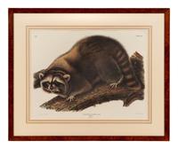 AUDUBON, John James (1785-1851), after Red-breasted Morganser (Plate CCCCI). Mergus Serrator . -- Common or Virginian Deer (Plate CXXXVI). Cervus Virginianus . -- The Jaguar (Plate CI). Felis Onca .--Spotted Grous (Plate CLXXVI). Tetrao Canadensis . -- Raccoon (Plate LXI). Procyon Lotor .