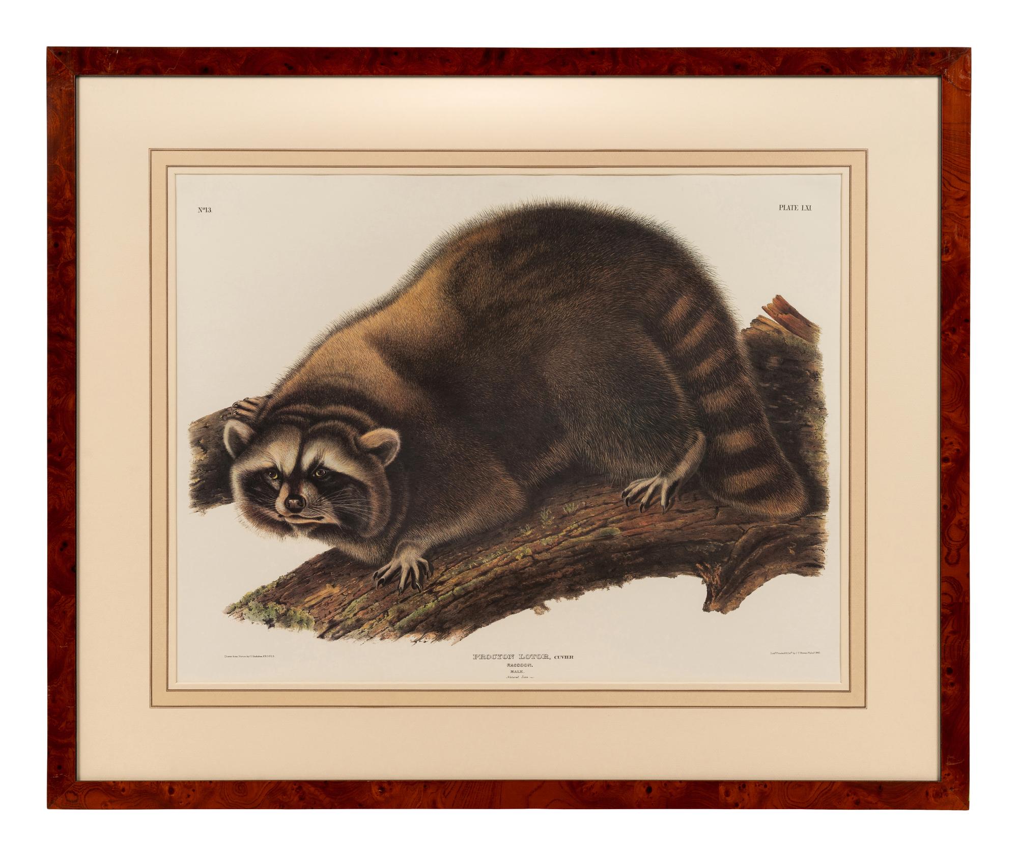 AUDUBON, John James (1785-1851), after Red-breasted Morganser (Plate CCCCI). Mergus Serrator . -- Common or Virginian Deer (Plate CXXXVI). Cervus Virginianus . -- The Jaguar (Plate CI). Felis Onca .--Spotted Grous (Plate CLXXVI). Tetrao Canadensis . -- Raccoon (Plate LXI). Procyon Lotor .