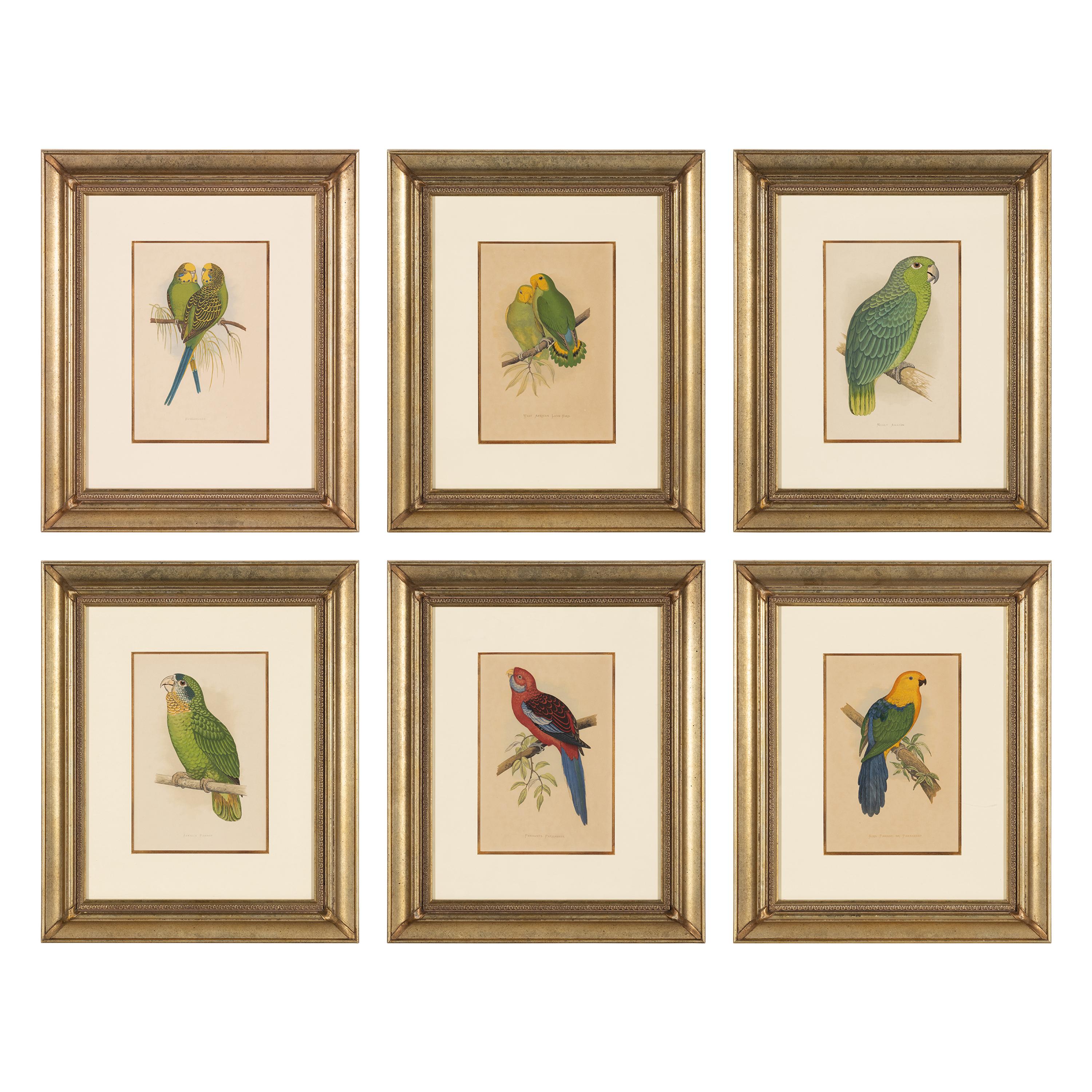 William Thomas Greene (English, 19th Century) — Parrots in Captivity (six plates, after Alexander F. Lydon)