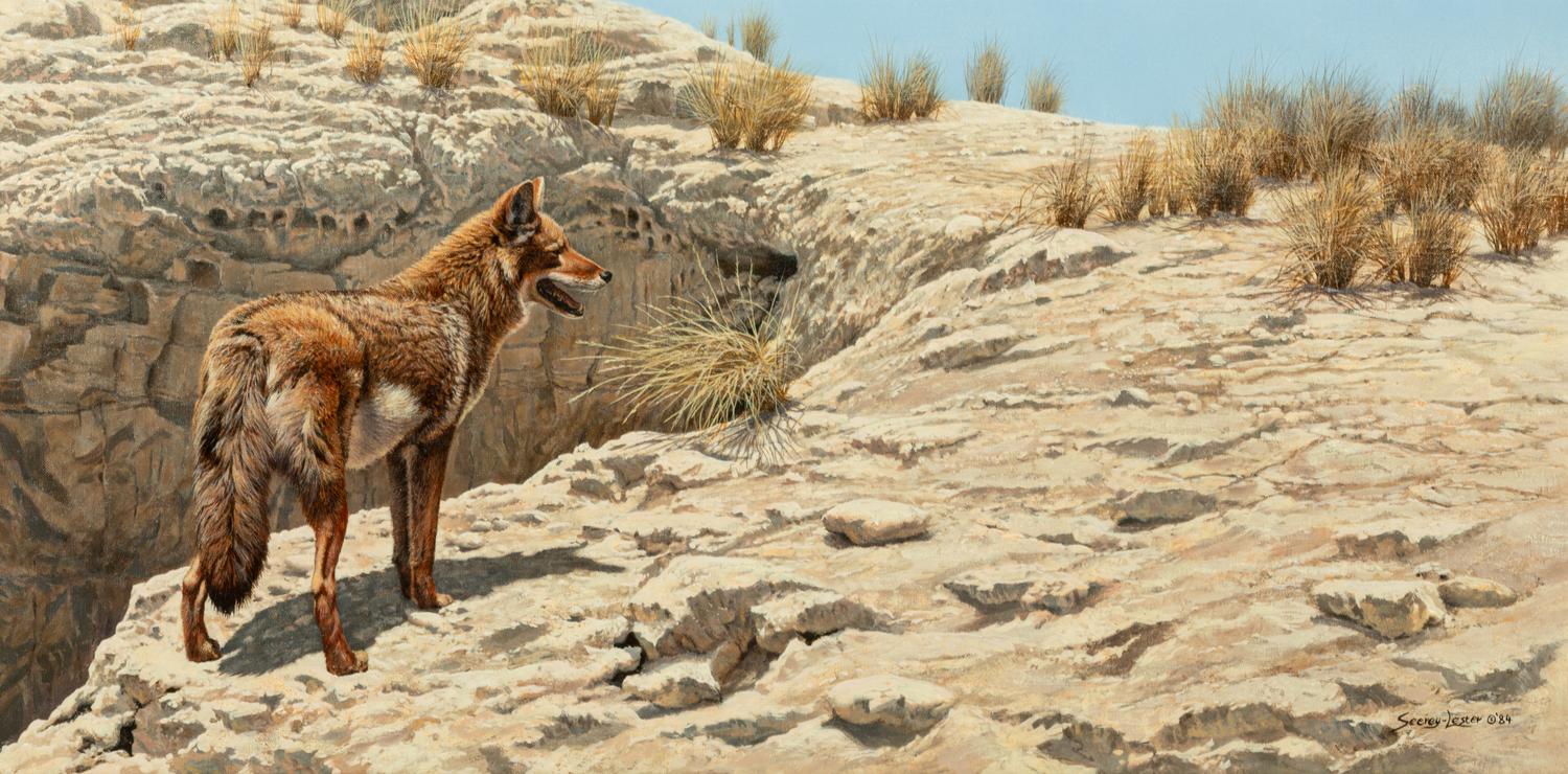 Desert Scavenger - Coyote , 1984