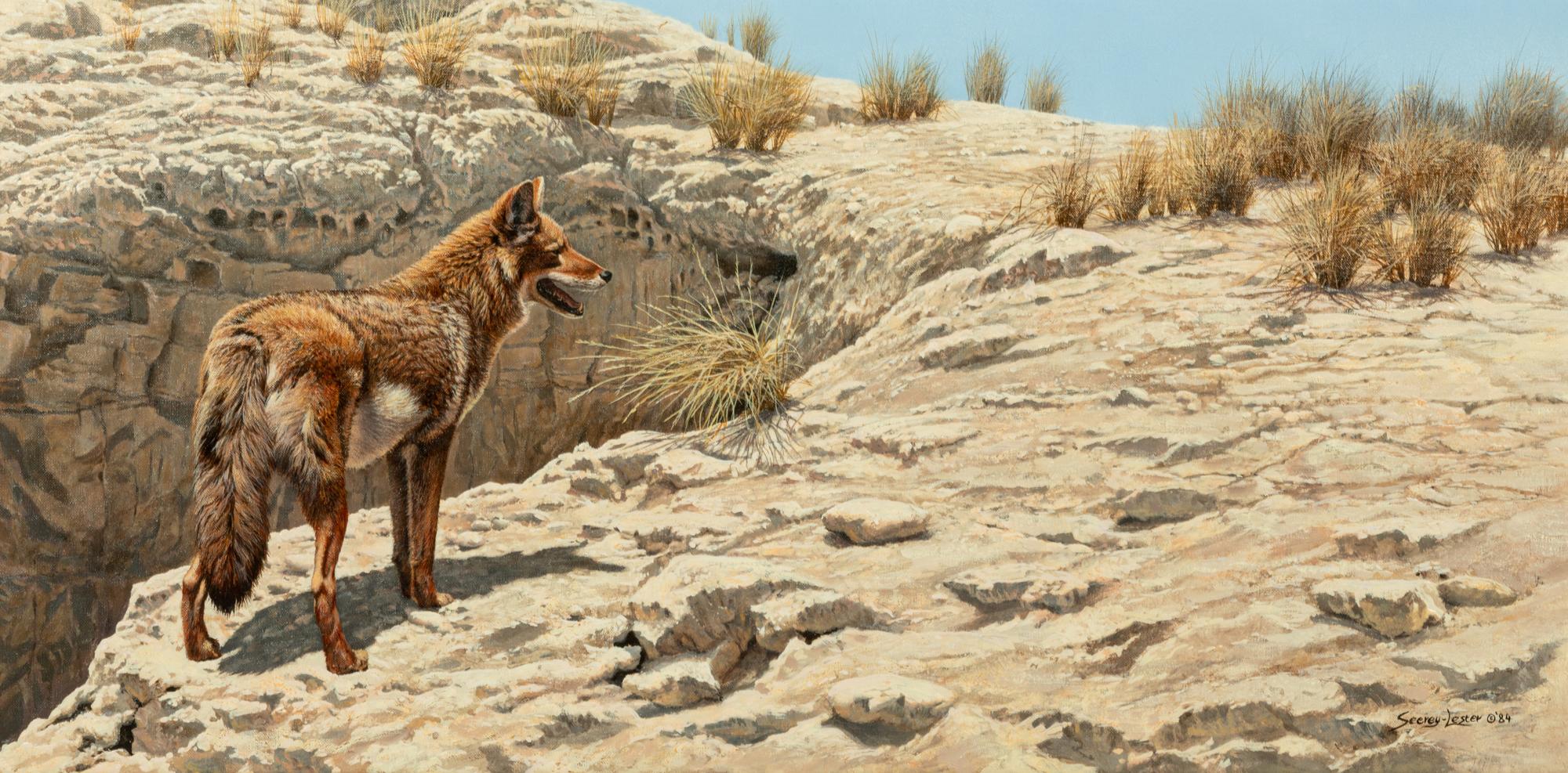 Desert Scavenger - Coyote , 1984
