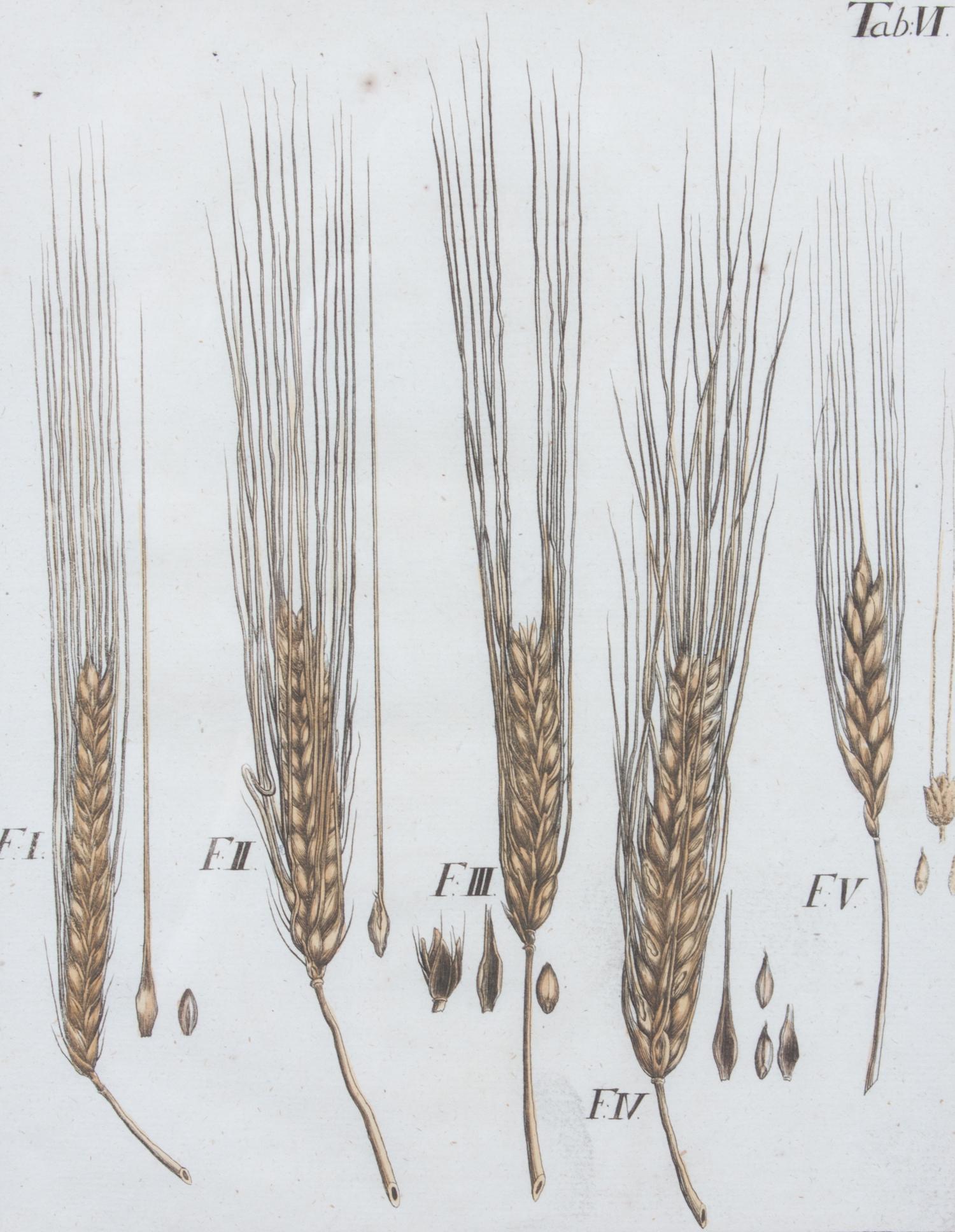 A Collection of Five Agricultural Prints Height of largest frame 21 1/2 x width 17 3/4 inches.