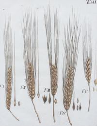 A Collection of Five Agricultural Prints Height of largest frame 21 1/2 x width 17 3/4 inches.
