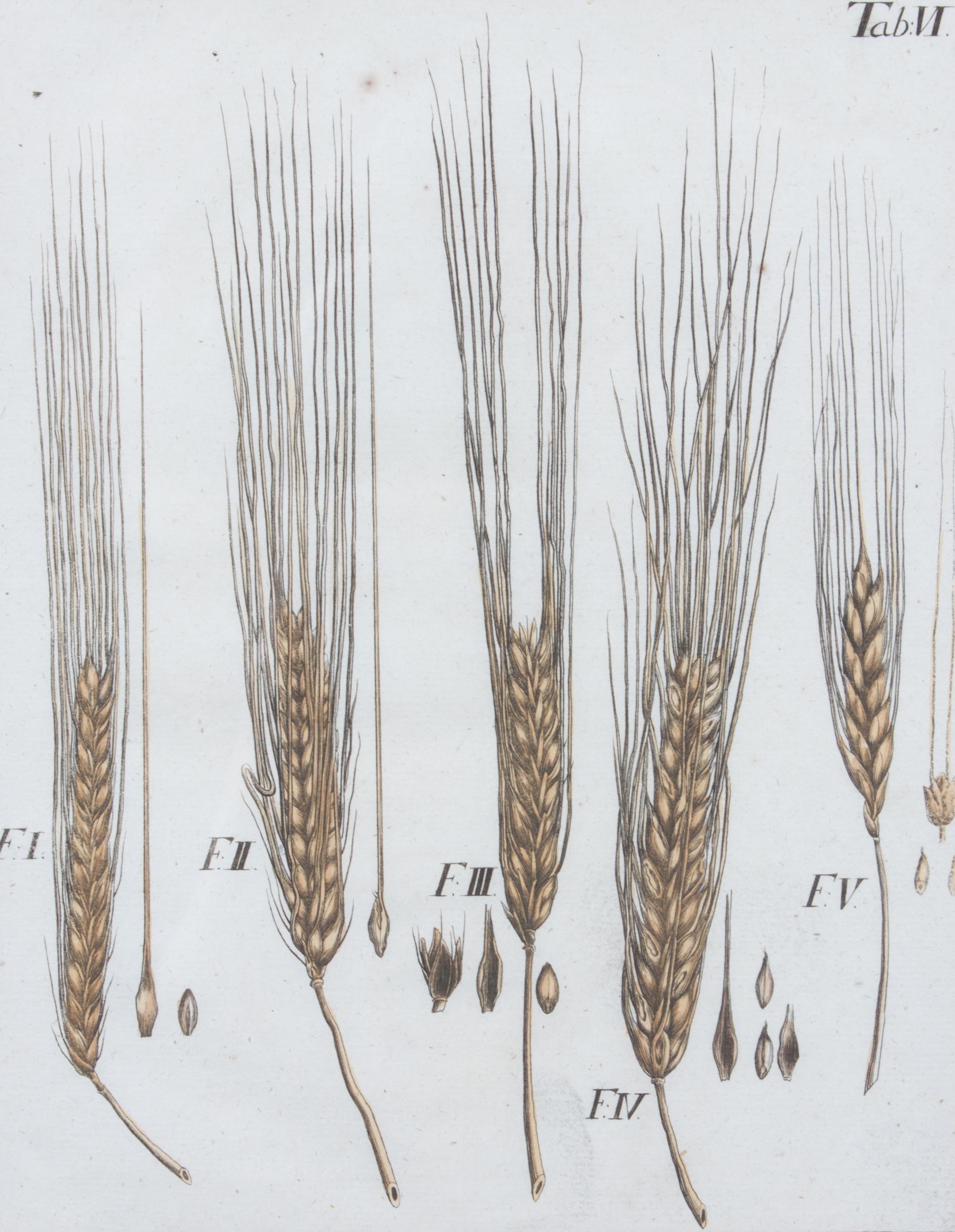 A Collection of Five Agricultural Prints Height of largest frame 21 1/2 x width 17 3/4 inches.