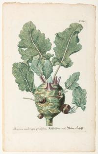 Nine Vegetable Aquatints
